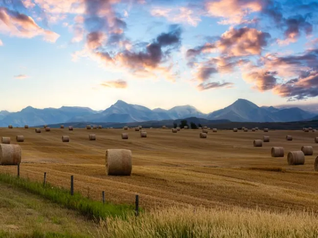 Alberta field